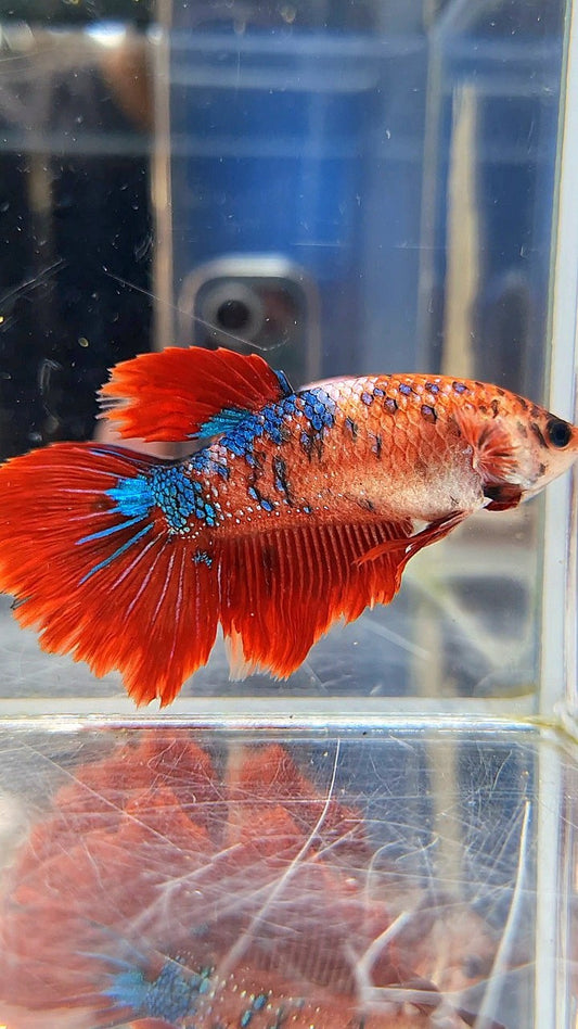 XL FEMALE HALFMOON RED FANCY MULTICOLOR BETTA FISH