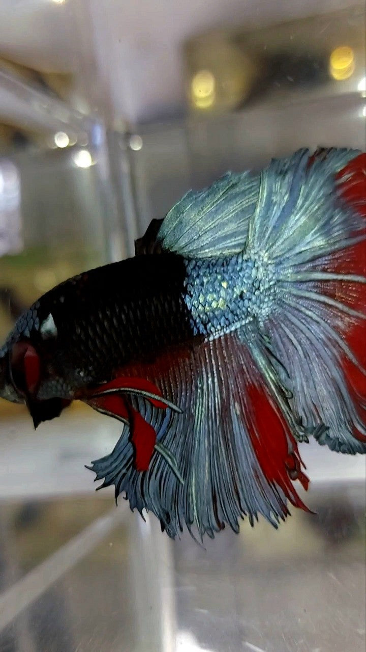 HALFMOON ROSETAIL BLACK SERIES AVATAR UNIQUE BETTA FISH