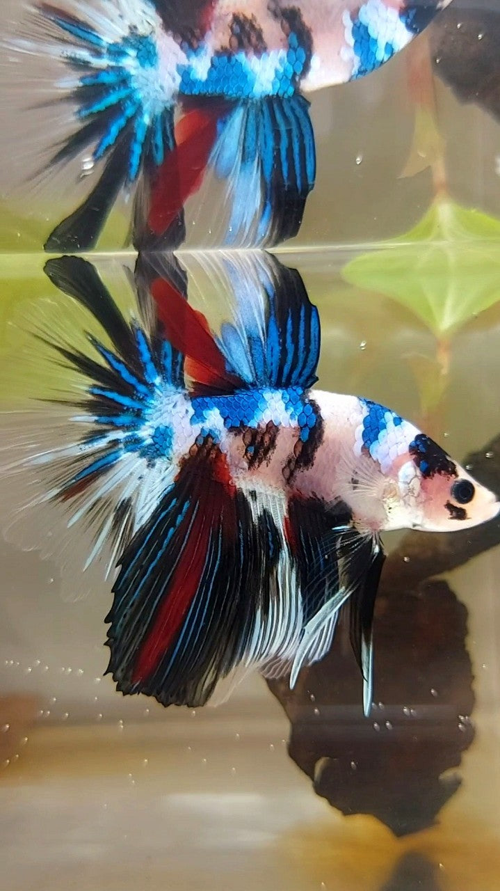 HALFMOON ROSETAIL BLAUER FANTASTISCHER MEHRFARBIGER BETTA-FISCH AUS MARMOR