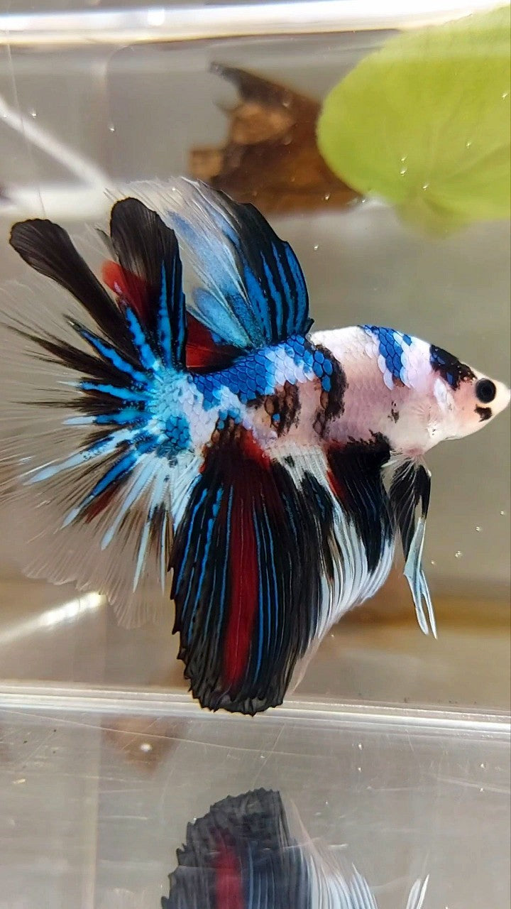 HALFMOON ROSETAIL BLAUER FANTASTISCHER MEHRFARBIGER BETTA-FISCH AUS MARMOR