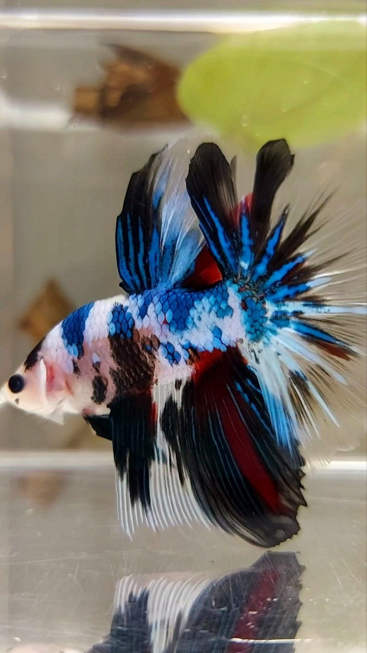 HALFMOON ROSETAIL BLAUER FANTASTISCHER MEHRFARBIGER BETTA-FISCH AUS MARMOR