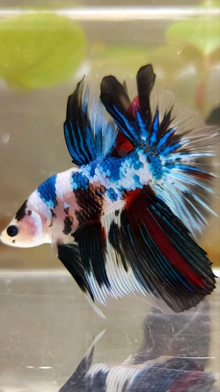 HALFMOON ROSETAIL BLAUER FANTASTISCHER MEHRFARBIGER BETTA-FISCH AUS MARMOR