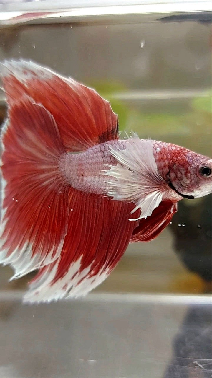 HALFMOON DUMBO EAR ROSETAIL RED MAGENTA BETTA FISH