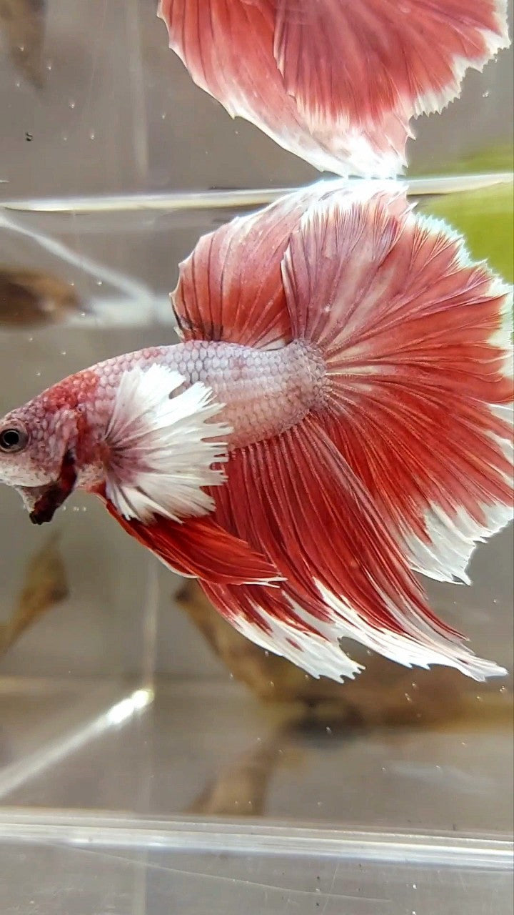 HALFMOON DUMBO EAR ROSETAT ROT MAGENTA BETTA FISCH