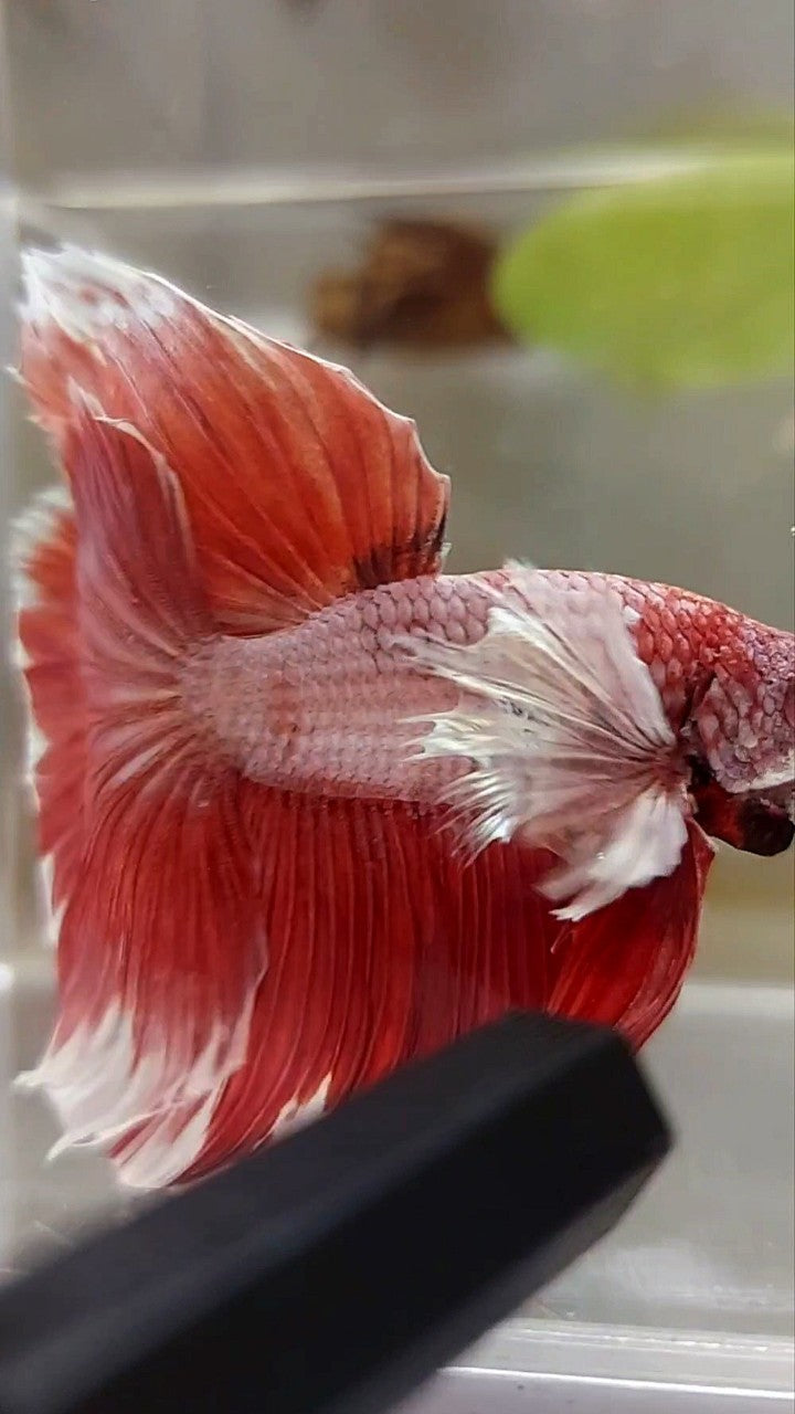 HALFMOON DUMBO EAR ROSETAT ROT MAGENTA BETTA FISCH