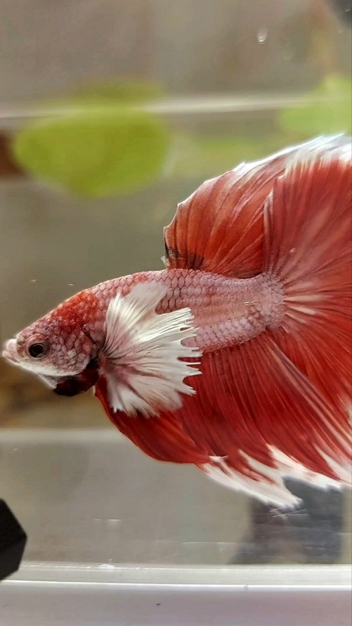 HALFMOON DUMBO EAR ROSETAT ROT MAGENTA BETTA FISCH