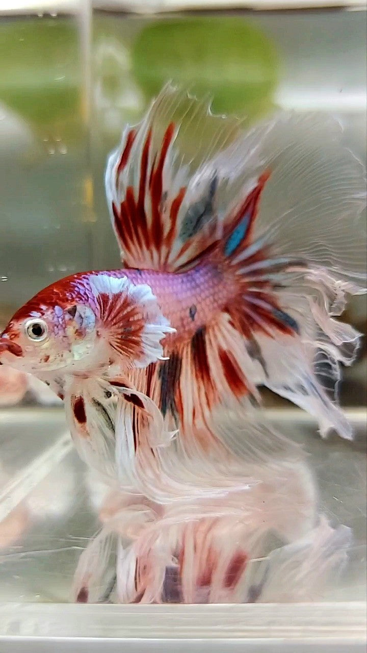 XL HALFMOON BIG EAR ROSETAIL KOI PINK CANDY MULTICOLOR BETTA FISH