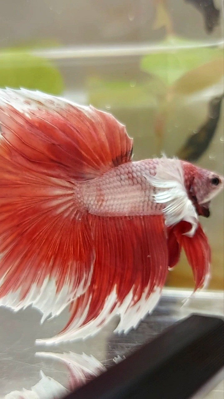 HALFMOON DUMBO EAR ROSETAIL RED MAGENTA BETTA FISH