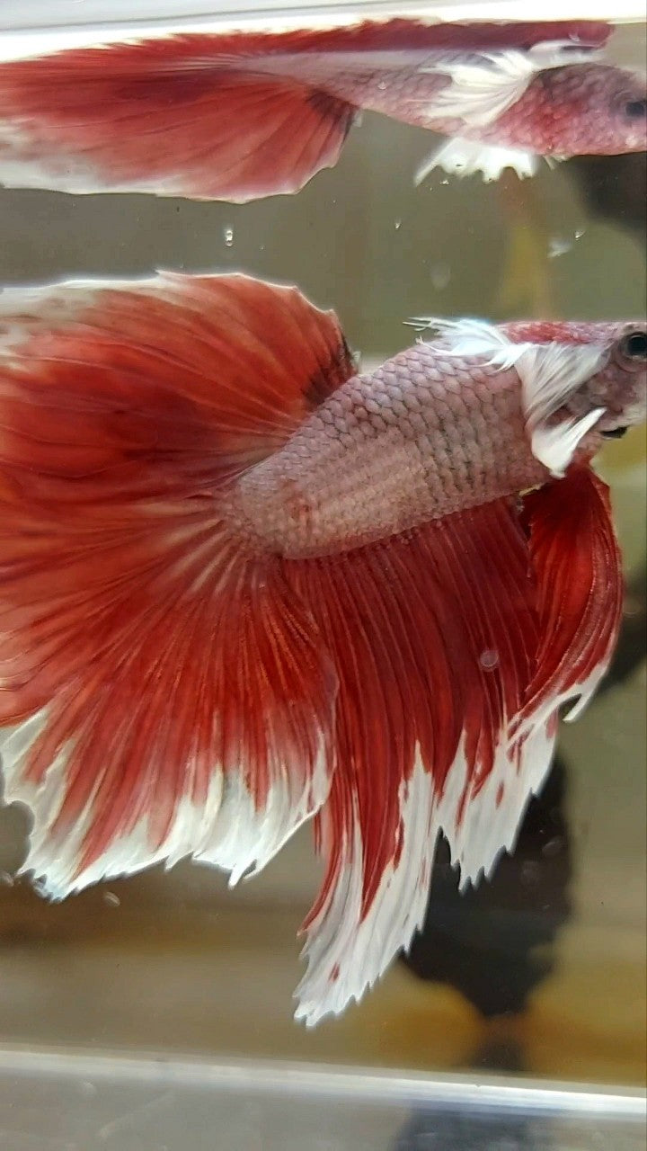 HALFMOON DUMBO EAR ROSETAIL RED MAGENTA BETTA FISH