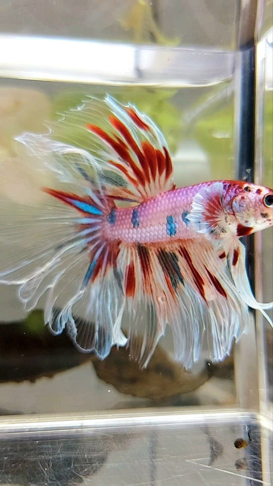 XL HALFMOON BIG EAR ROSETAIL KOI PINK CANDY MULTICOLOR BETTA FISH