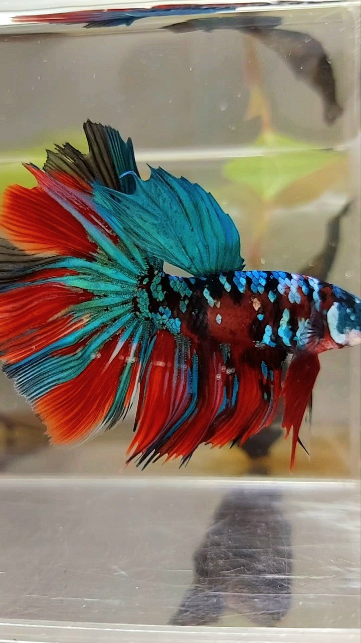 HALFMOON ROSETAIL RED KOI GALAXY MULTICOLOR BETTA FISH