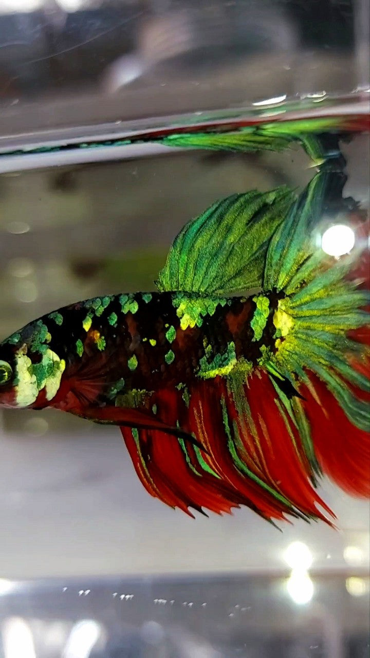 HALFMOON ROSETAIL RED KOI GALAXY MULTICOLOR BETTA FISH