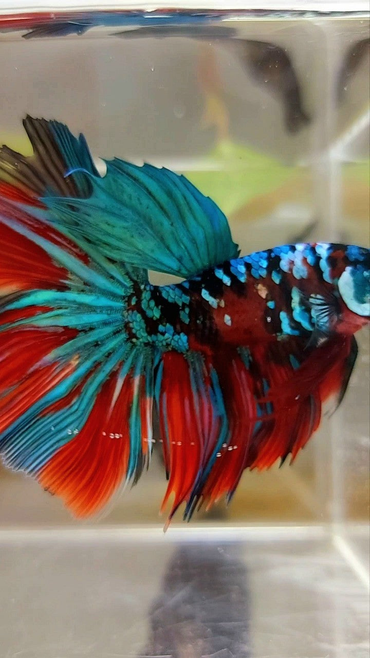 HALFMOON ROSETAIL RED KOI GALAXY MULTICOLOR BETTA FISH