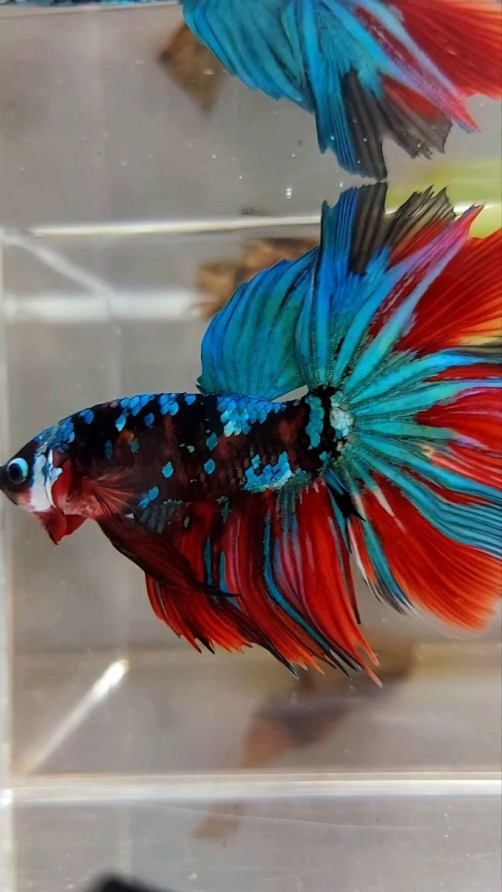 HALFMOON ROSETAIL RED KOI GALAXY MULTICOLOR BETTA FISH