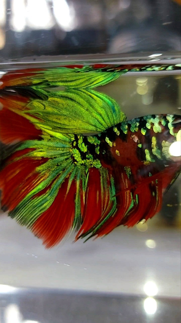 HALFMOON ROSETAIL RED KOI GALAXY MULTICOLOR BETTA FISH