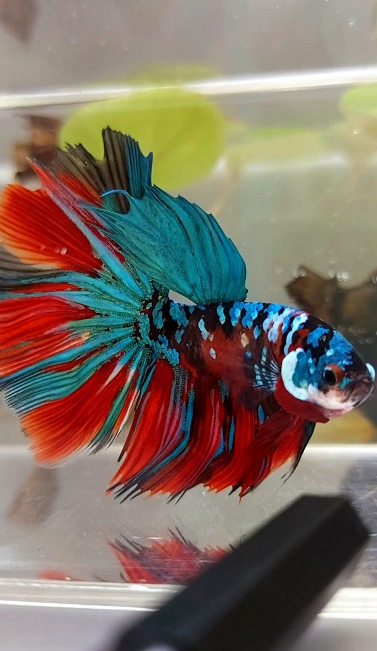 HALFMOON ROSETAIL RED KOI GALAXY MULTICOLOR BETTA FISH