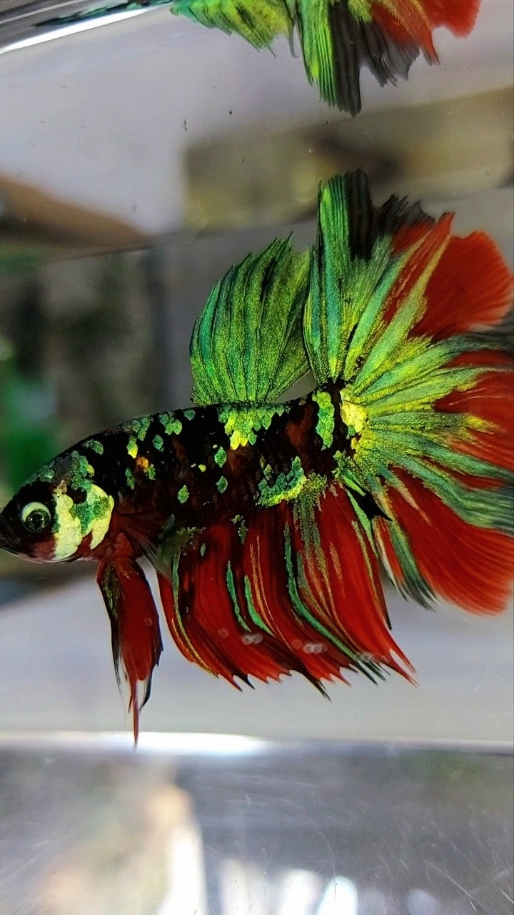 HALFMOON ROSETAIL RED KOI GALAXY MULTICOLOR BETTA FISH