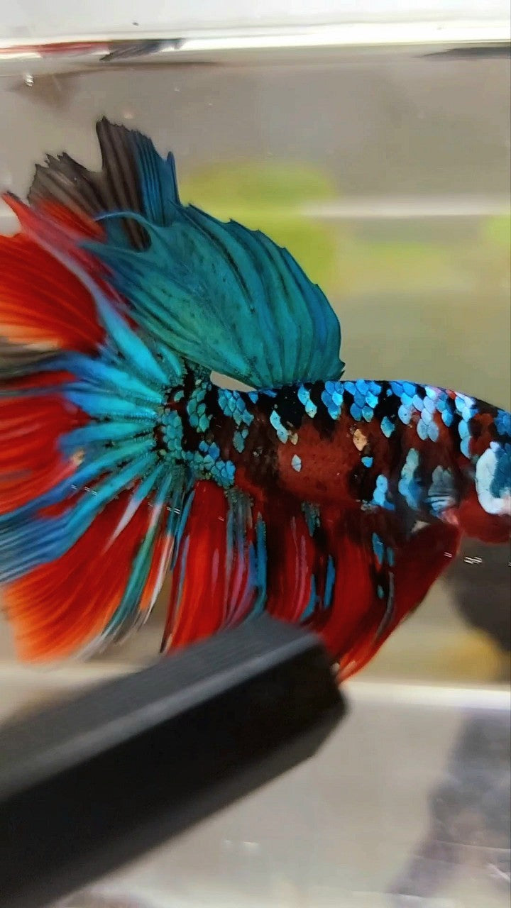 HALFMOON ROSETAIL RED KOI GALAXY MULTICOLOR BETTA FISH