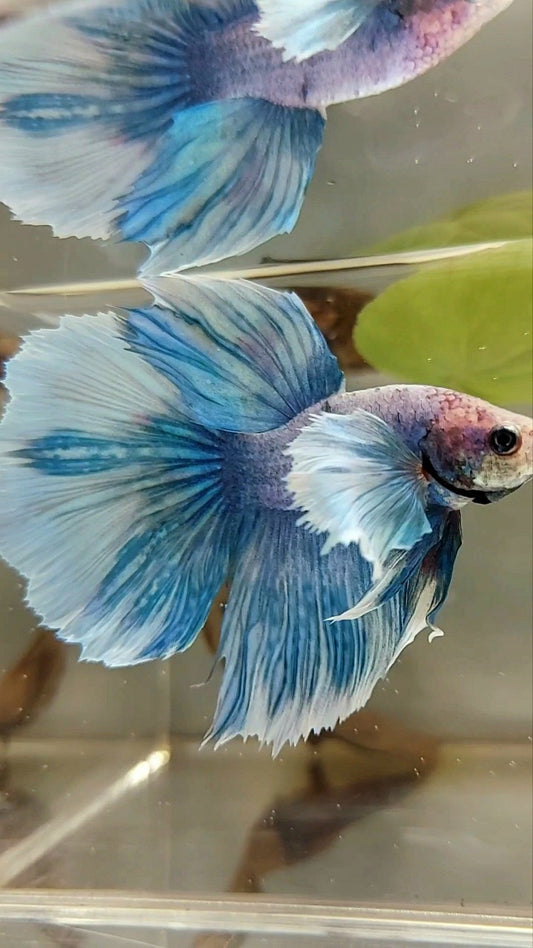 HALFMOON DUMBO EAR BLUE GRIZZLE BETTA FISH