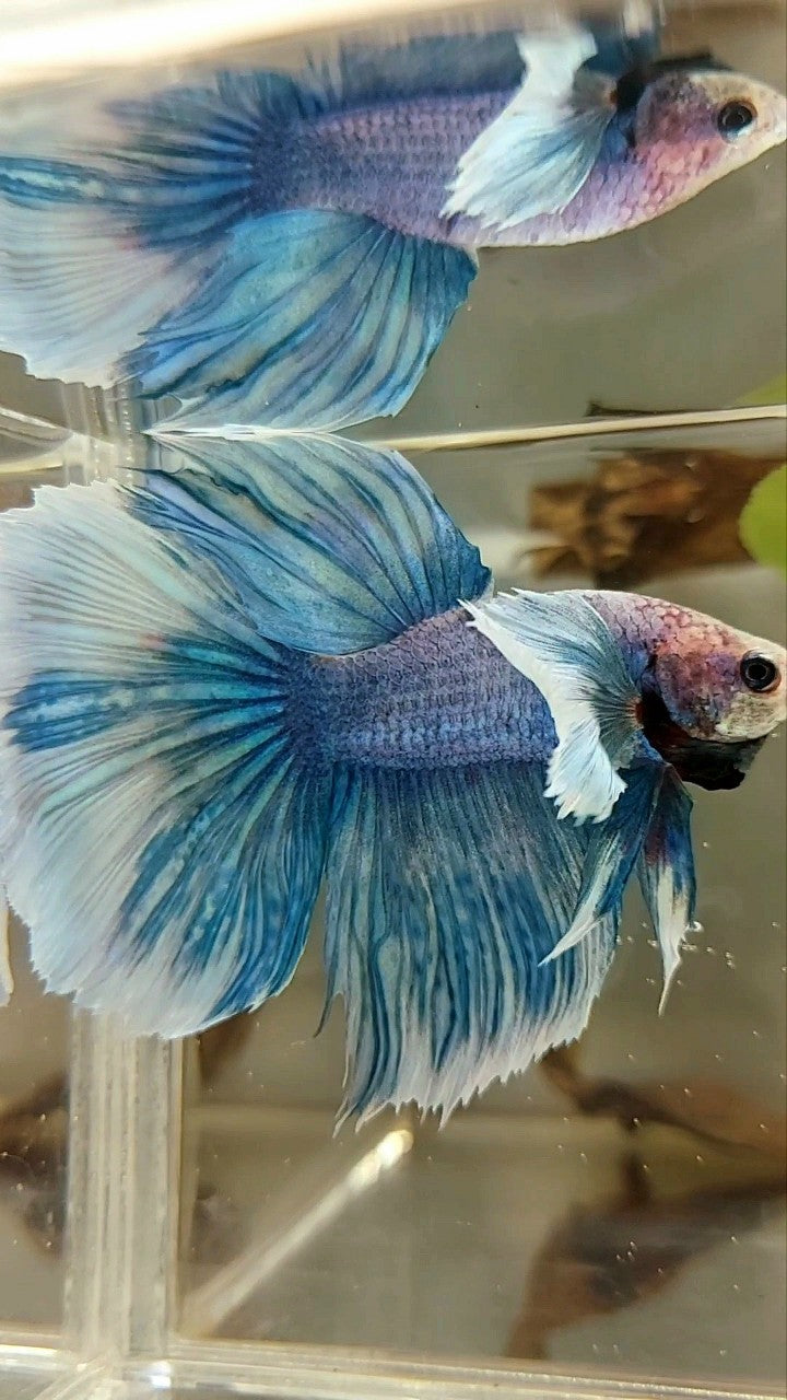 HALFMOON DUMBO EAR BLUE GRIZZLE BETTA FISH