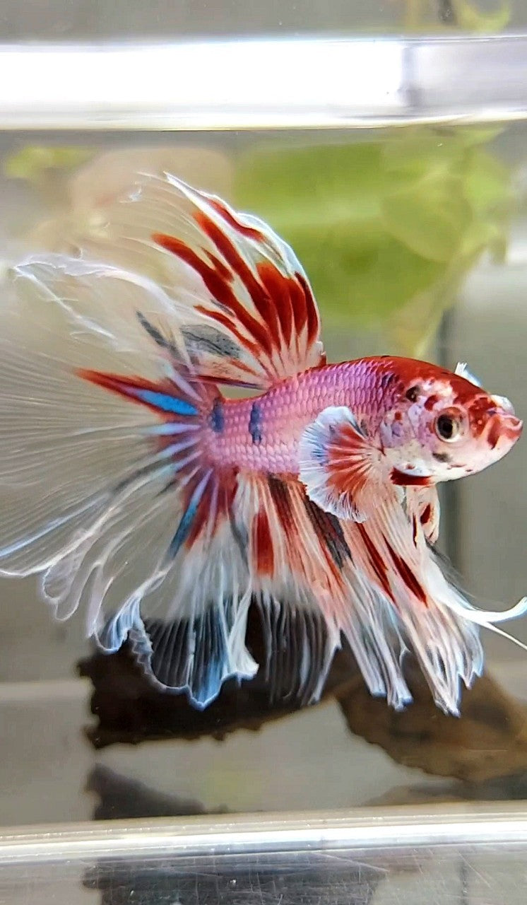 XL HALFMOON BIG EAR ROSETAIL KOI PINK CANDY MULTICOLOR BETTA FISH