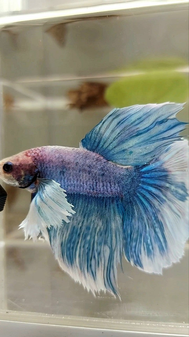 HALFMOON DUMBO EAR BLUE GRIZZLE BETTA FISH