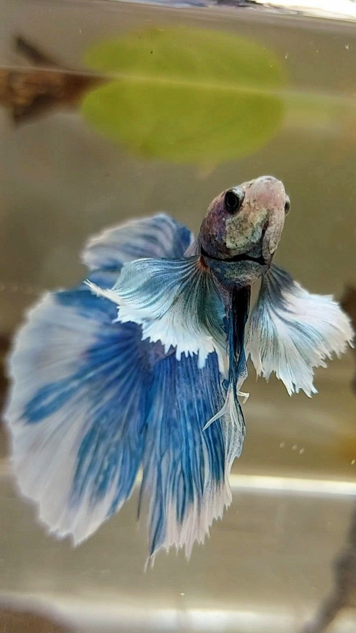 HALFMOON DUMBO EAR BLUE GRIZZLE BETTA FISH