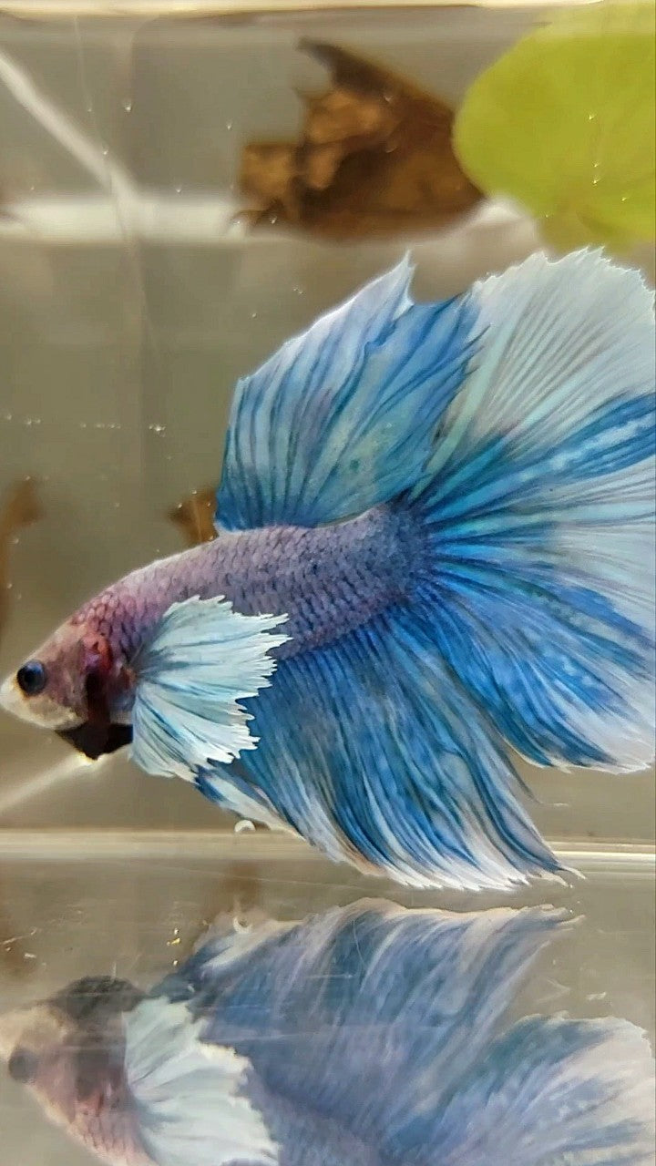 HALFMOON DUMBO EAR BLUE GRIZZLE BETTA FISH