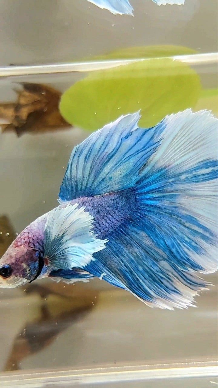 HALFMOON DUMBO EAR BLUE GRIZZLE BETTA FISH