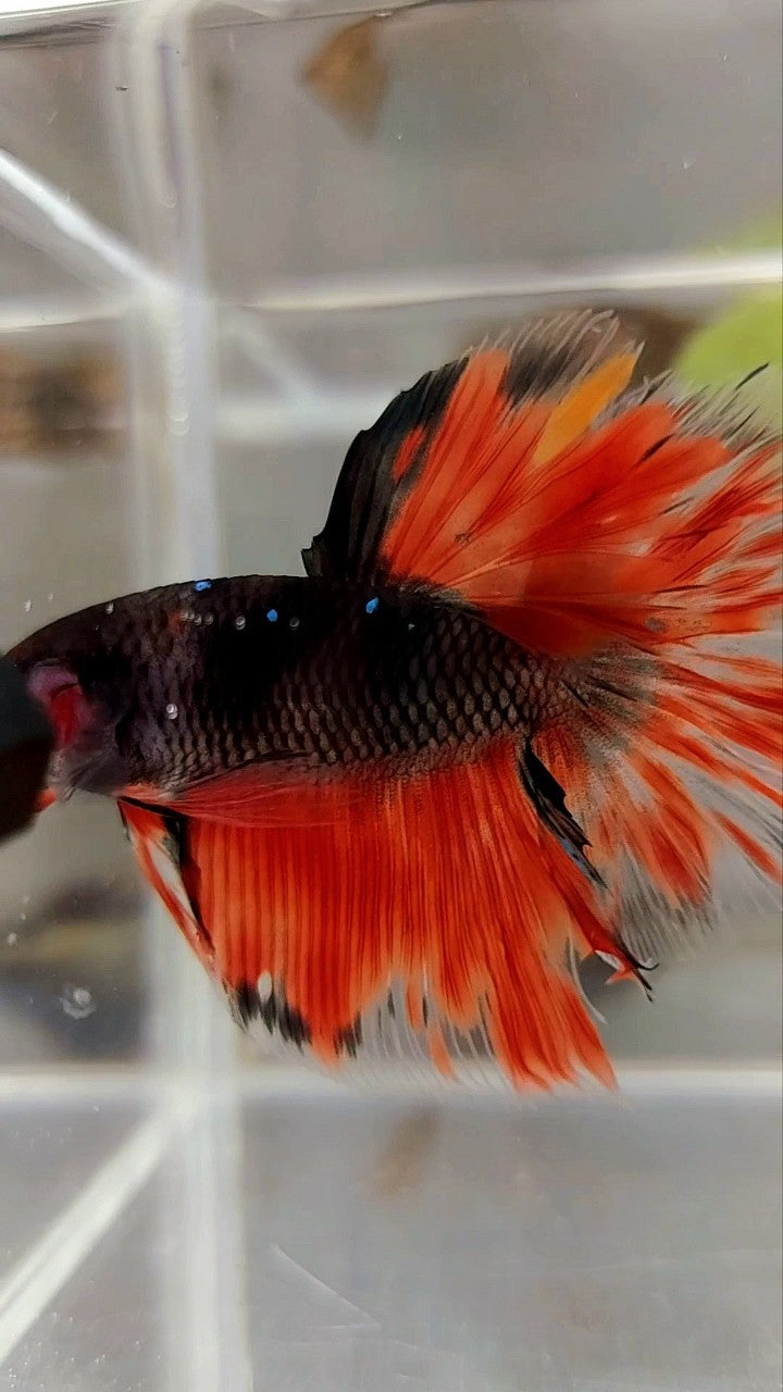 HALFMOON ROSETAIL BLACK GALAXY AVATAR ORANGE FIRE BETTA FISH