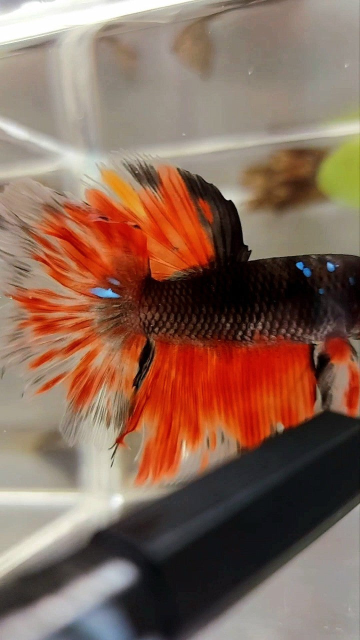 HALFMOON ROSETAIL BLACK GALAXY AVATAR ORANGE FIRE BETTA FISH