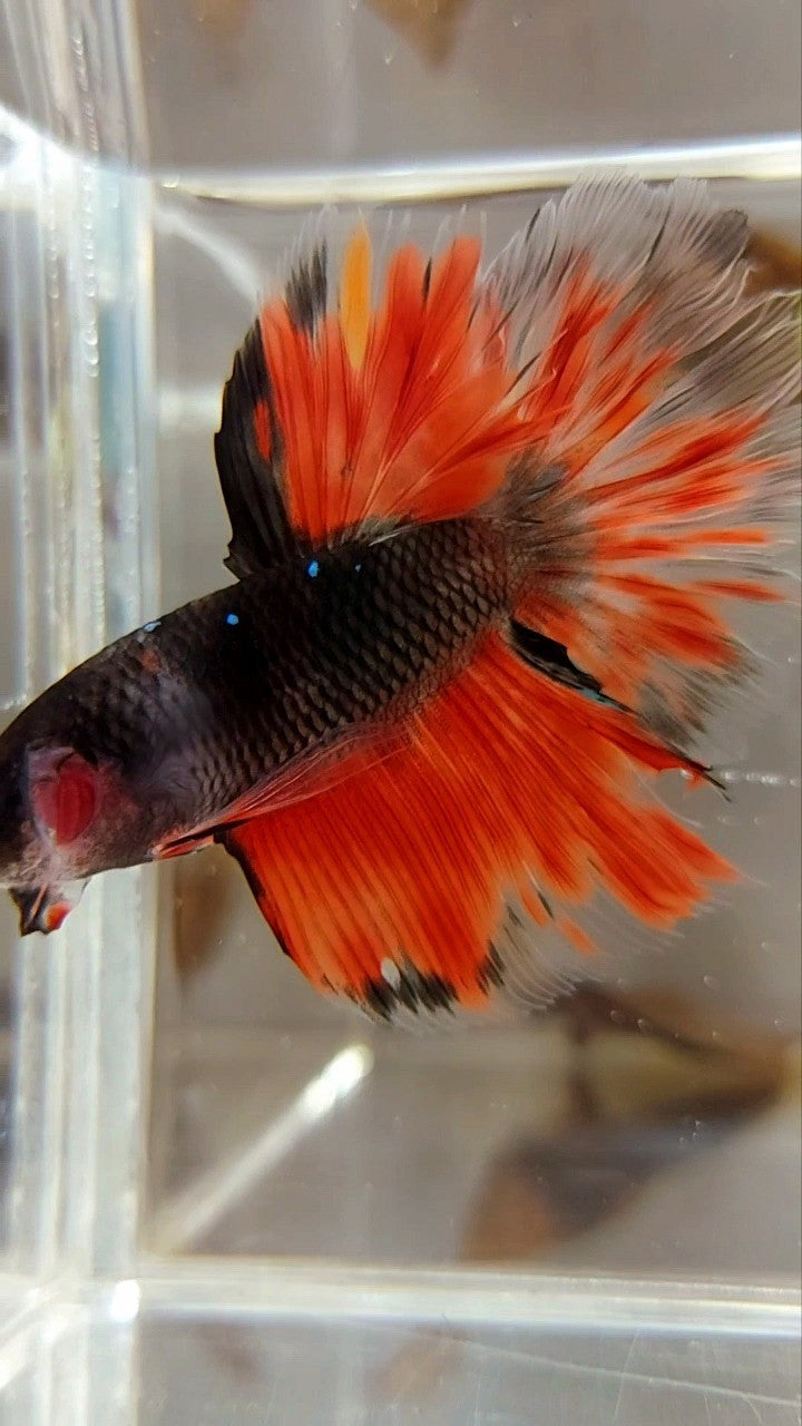 HALFMOON ROSETAIL BLACK GALAXY AVATAR ORANGE FIRE BETTA FISH