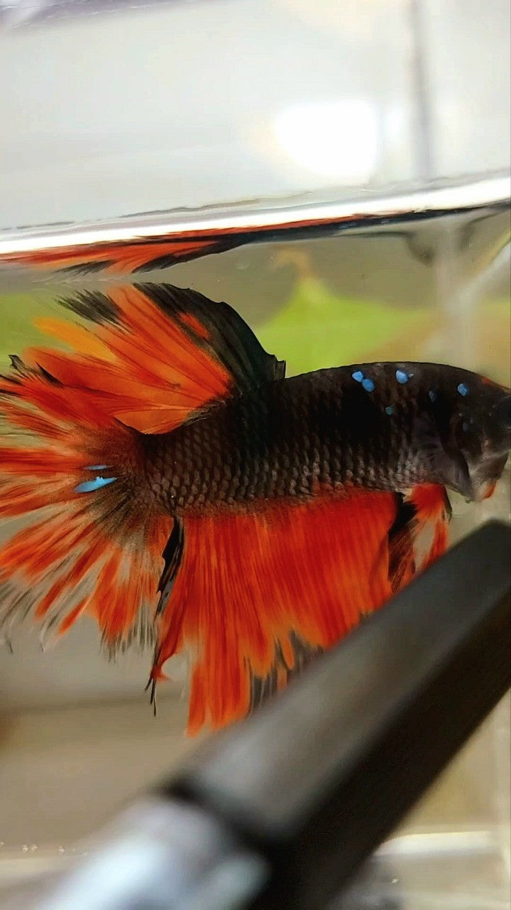 HALFMOON ROSETAIL BLACK GALAXY AVATAR ORANGE FIRE BETTA FISH