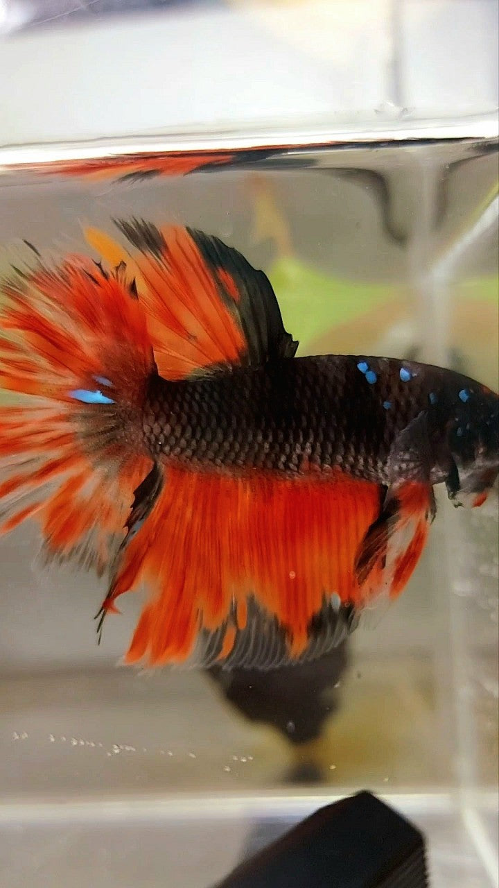 HALFMOON ROSETAIL BLACK GALAXY AVATAR ORANGE FIRE BETTA FISH