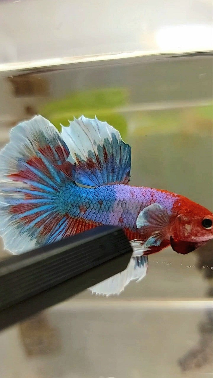 HALFMOON RED HEAD FANCY MULTICOLOR BETTA FISH