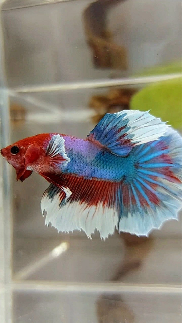 HALFMOON RED HEAD FANTASTISCHER MEHRFARBIGER BETTA-FISCH