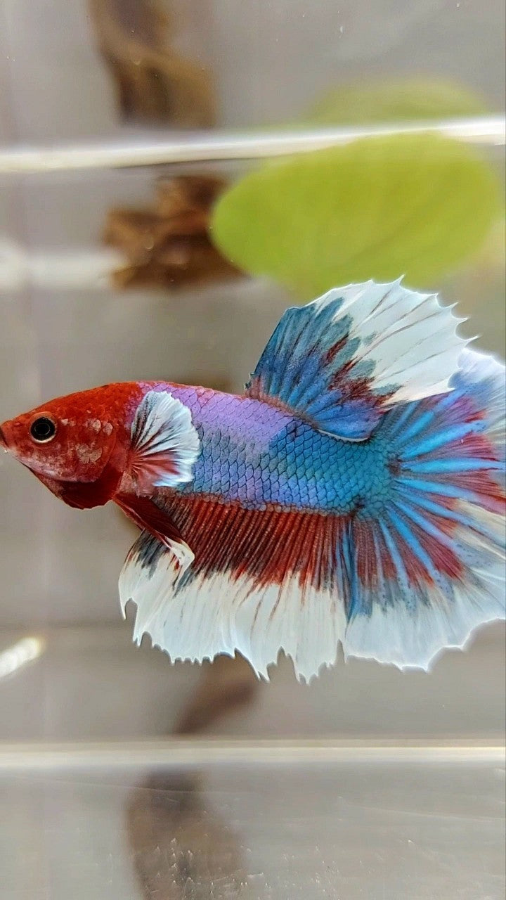 HALFMOON RED HEAD FANCY MULTICOLOR BETTA FISH