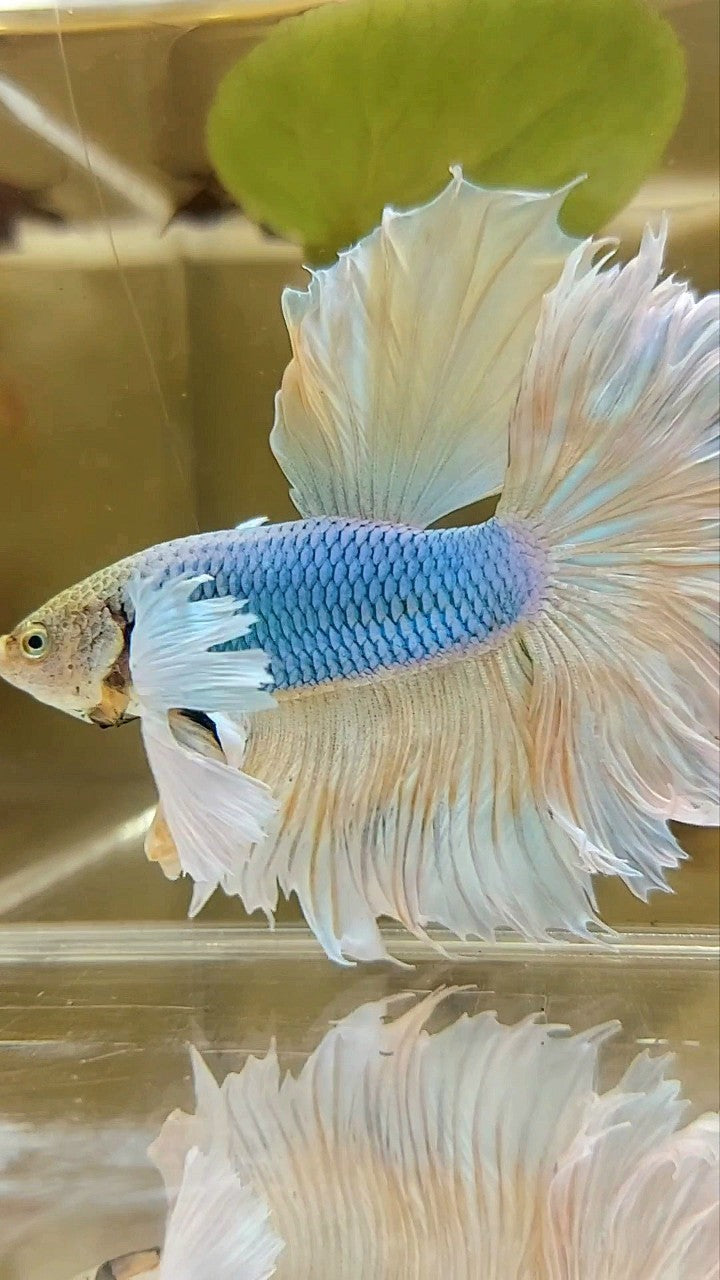 HALFMOON SUPER DUMBO EAR YELLOW BLUE PINEAPPLE BETTA FISH