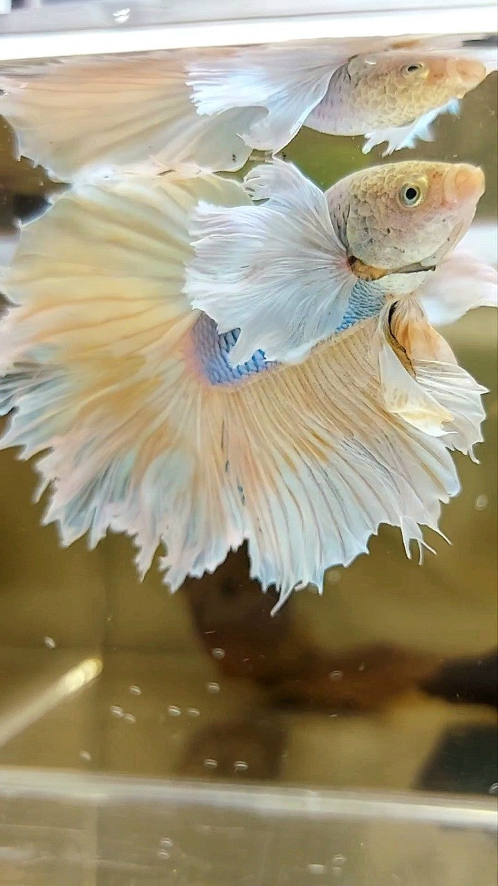 HALFMOON SUPER DUMBO EAR YELLOW BLUE PINEAPPLE BETTA FISH