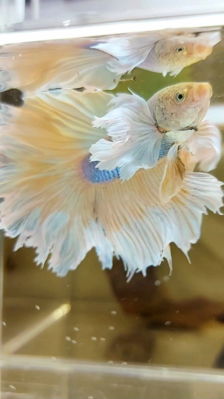 HALFMOON SUPER DUMBO EAR YELLOW BLUE PINEAPPLE BETTA FISH