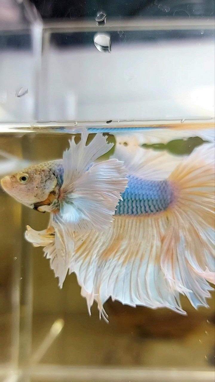 HALFMOON SUPER DUMBO EAR YELLOW BLUE PINEAPPLE BETTA FISH