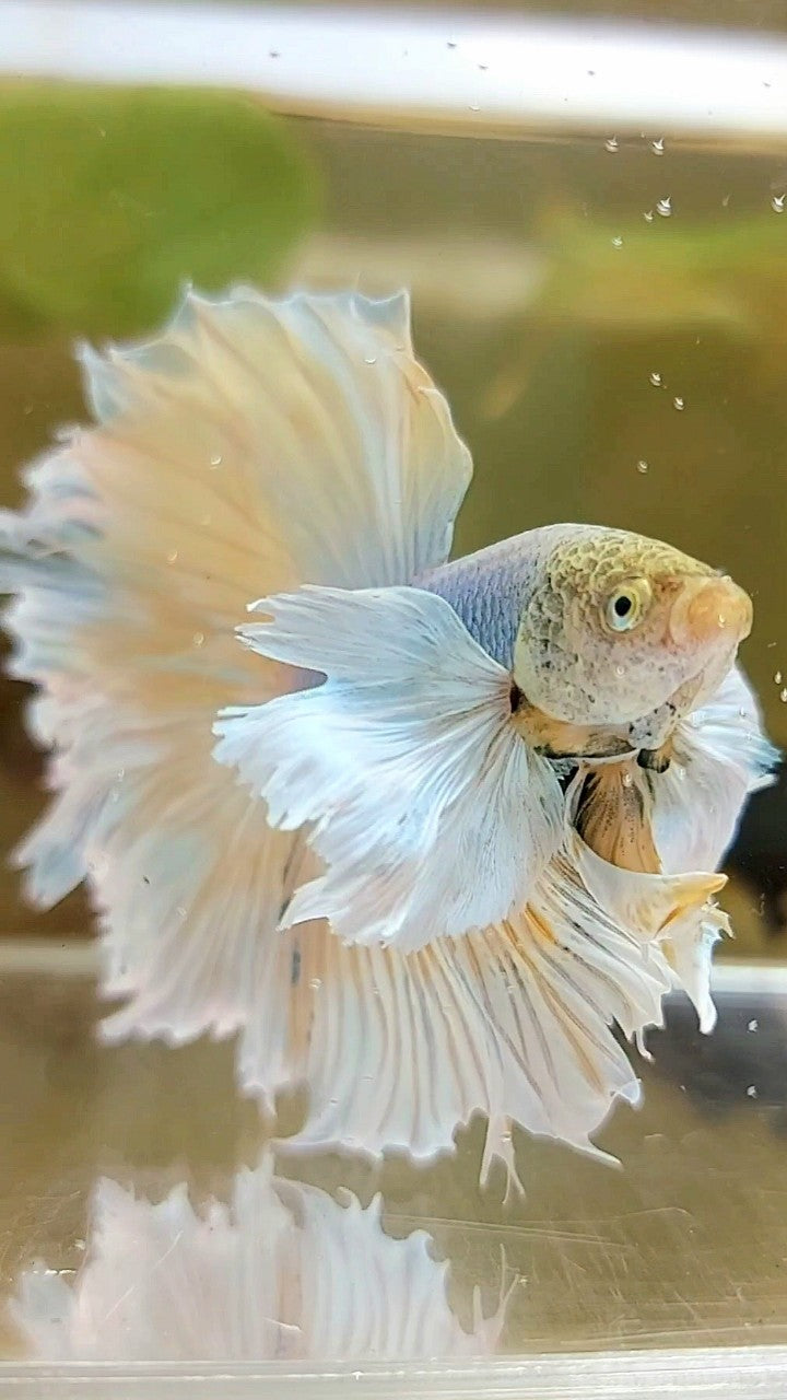 HALFMOON SUPER DUMBO EAR YELLOW BLUE PINEAPPLE BETTA FISH