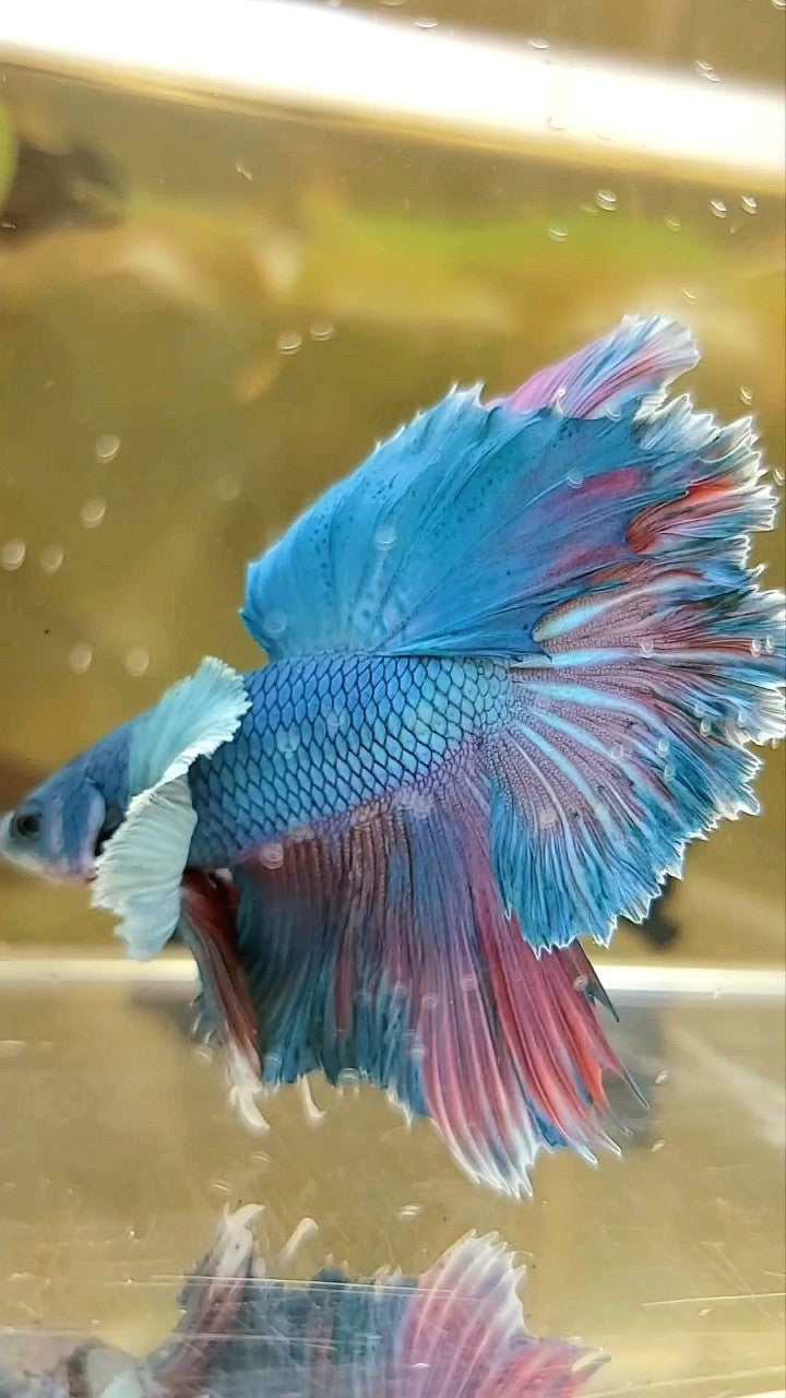 HALFMOON DUMBO EAR ROSETAIL BLAUGRÜNER BETTA-FISCH