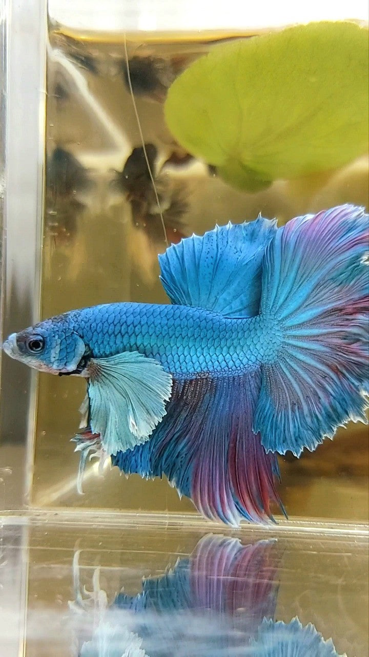 HALFMOON DUMBO EAR ROSETAIL BLUE GREEN BETTA FISH