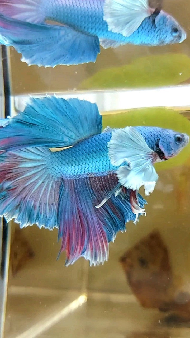 HALFMOON DUMBO EAR ROSETAIL BLAUGRÜNER BETTA-FISCH