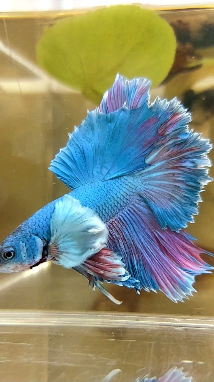 HALFMOON DUMBO EAR ROSETAIL BLUE GREEN BETTA FISH