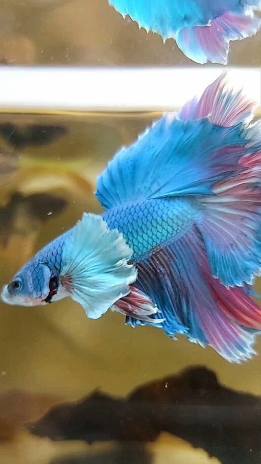 HALFMOON DUMBO EAR ROSETAIL BLAUGRÜNER BETTA-FISCH