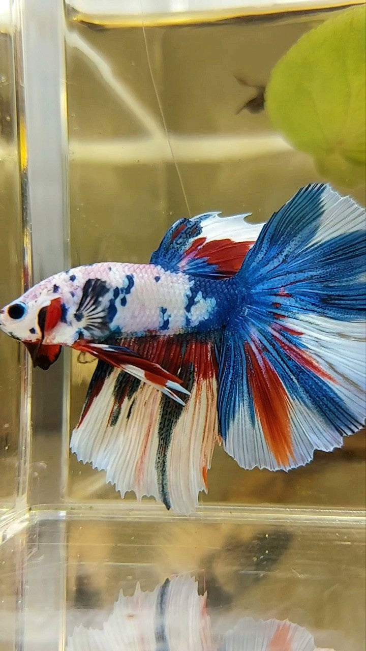 HALFMOON ROSETAIL BLUE FANCY MULTICOLOR UNIQUE PATTERN BETTA FISH