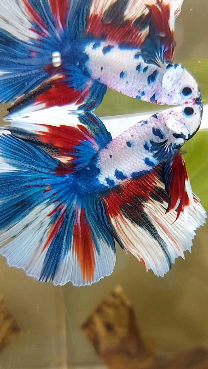 HALFMOON ROSETAIL BLUE FANCY MULTICOLOR UNIQUE PATTERN BETTA FISH