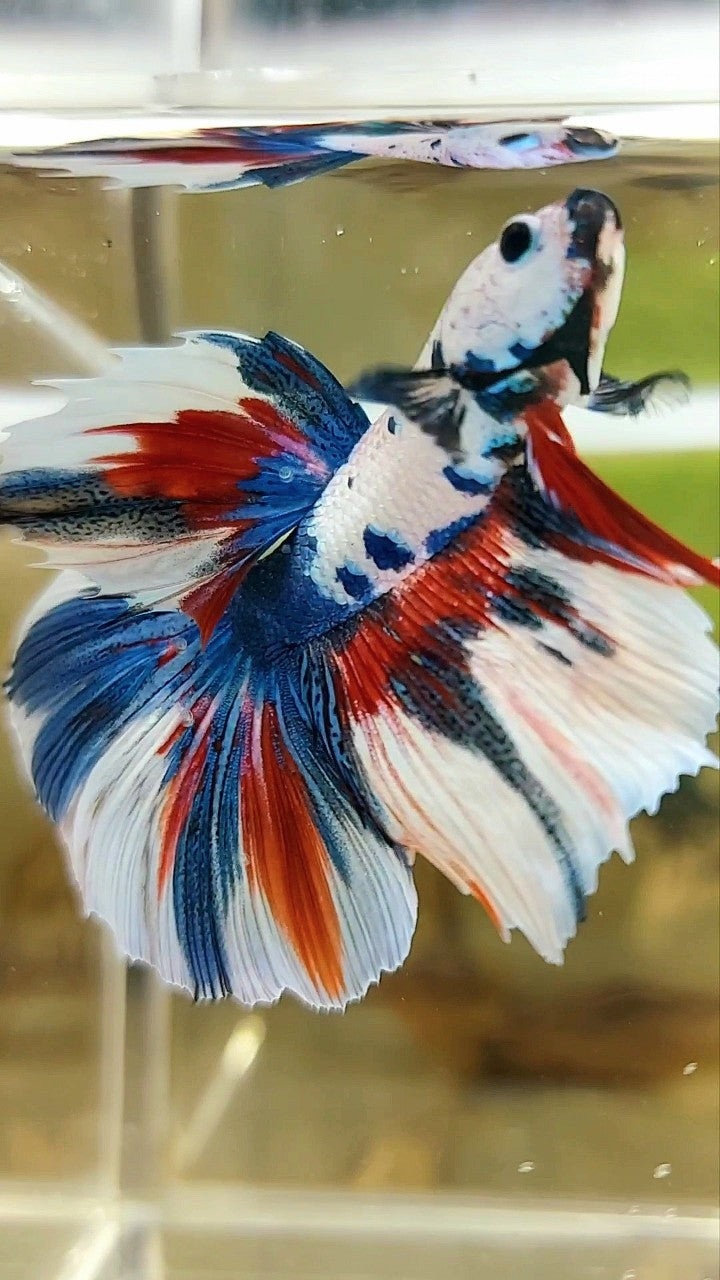 HALFMOON ROSETAIL BLUE FANCY MULTICOLOR UNIQUE PATTERN BETTA FISH